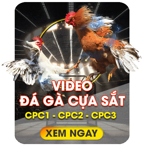 Trang chủ 17 dagacuasat