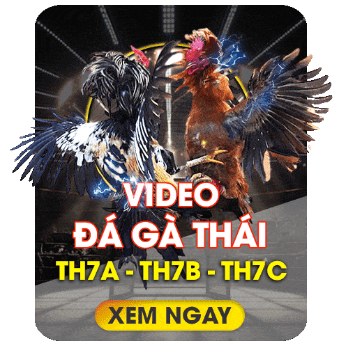 Trang chủ 19 dagathai